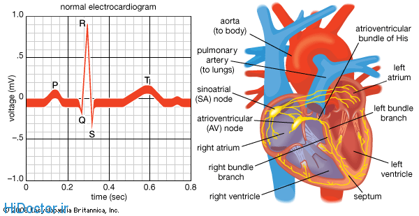 نوار قلب یا الکترو کاردیوگرافی